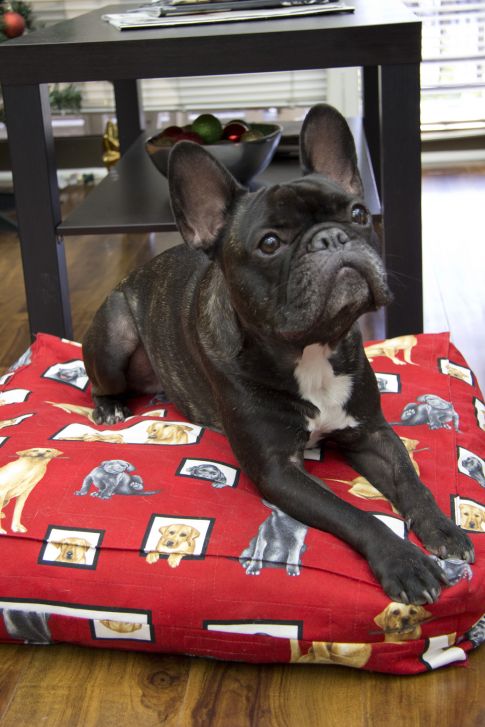 Dog Bed Pattern
