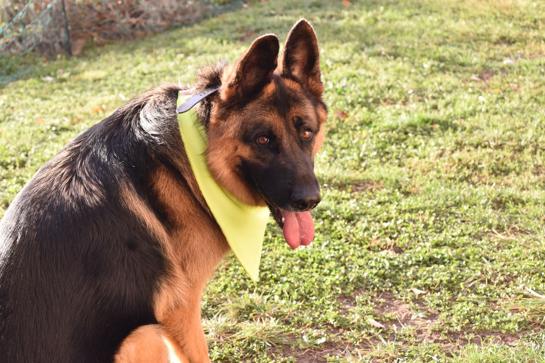 Speciale veiligheidsbandana voor honden – Huisdieren